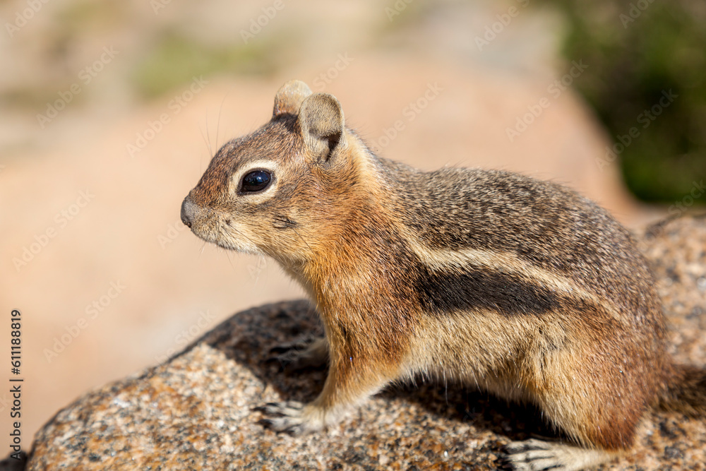 Chipmunk closeup in natural setting. Chipmunk closeup in natural setting.