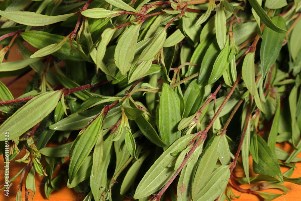 Foods for reduce fatty liver. Healthy plants for human body Foods for reduce fatty liver. Healthy plants for human body