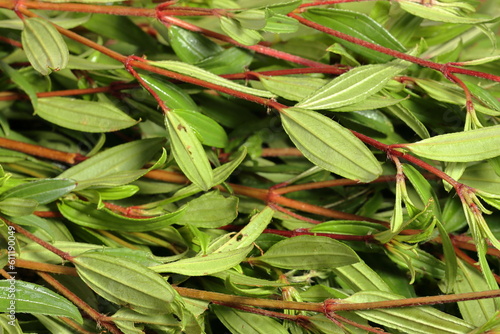 Foods for reduce fatty liver. Healthy plants for human body