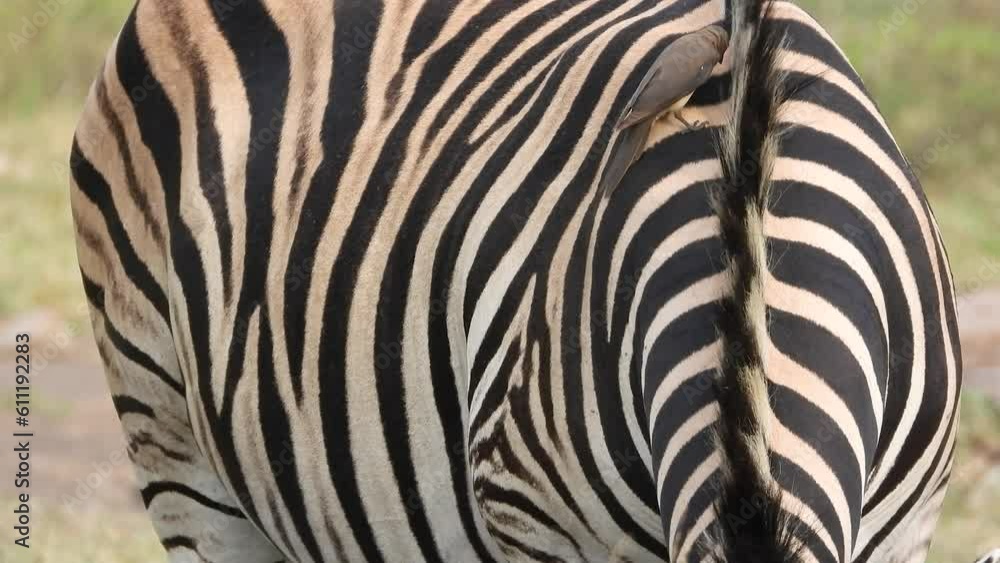 Closeup of African Zebra eating and twitching with bird perched on shoulder cleaning hair Closeup of African Zebra eating and twitching with bird perched on shoulder cleaning hair