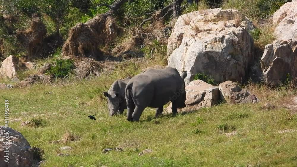 Two White Rhinoceros' Grazing in Savanna of Africa. Close Up Two White Rhinoceros' Grazing in Savanna of Africa. Close Up