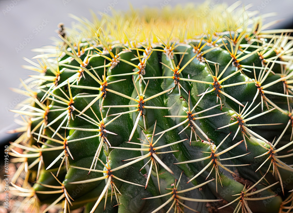 Close-up photograph of a cactus plant, showcasing its intricate details and textures. Close-up photograph of a cactus plant, showcasing its intricate details and textures.