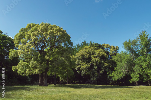 公園の緑と晴れ渡る青空 丸い1本の木 滋賀県皇子が丘公園