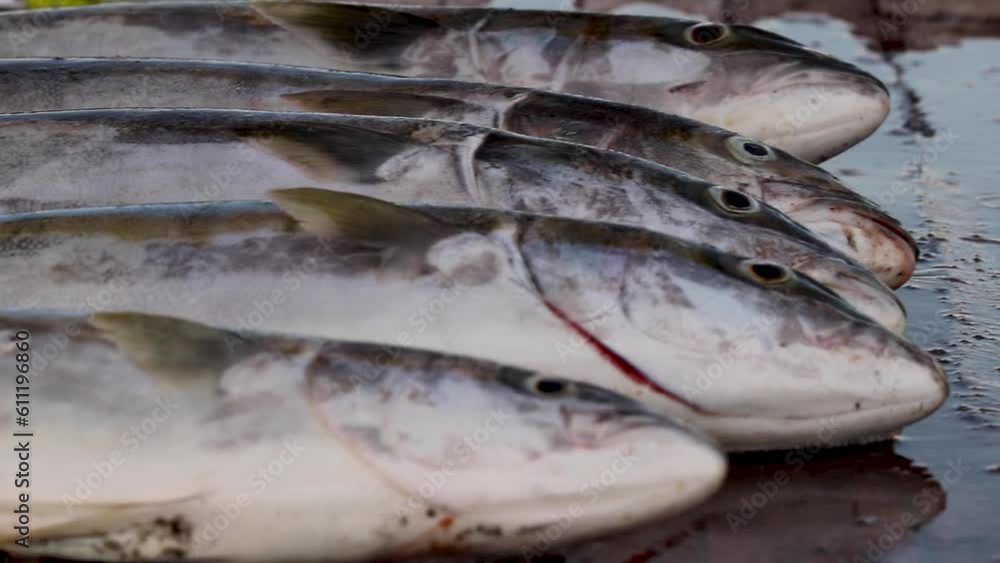 Close up shot of yellowtail amberjack fish or buri fishes lying on the floor of a dock after been caught in Bahia Asuncion, Mexico at daytime. Close up shot of yellowtail amberjack fish or buri fishes lying on the floor of a dock after been caught in Bahia Asuncion, Mexico at daytime.