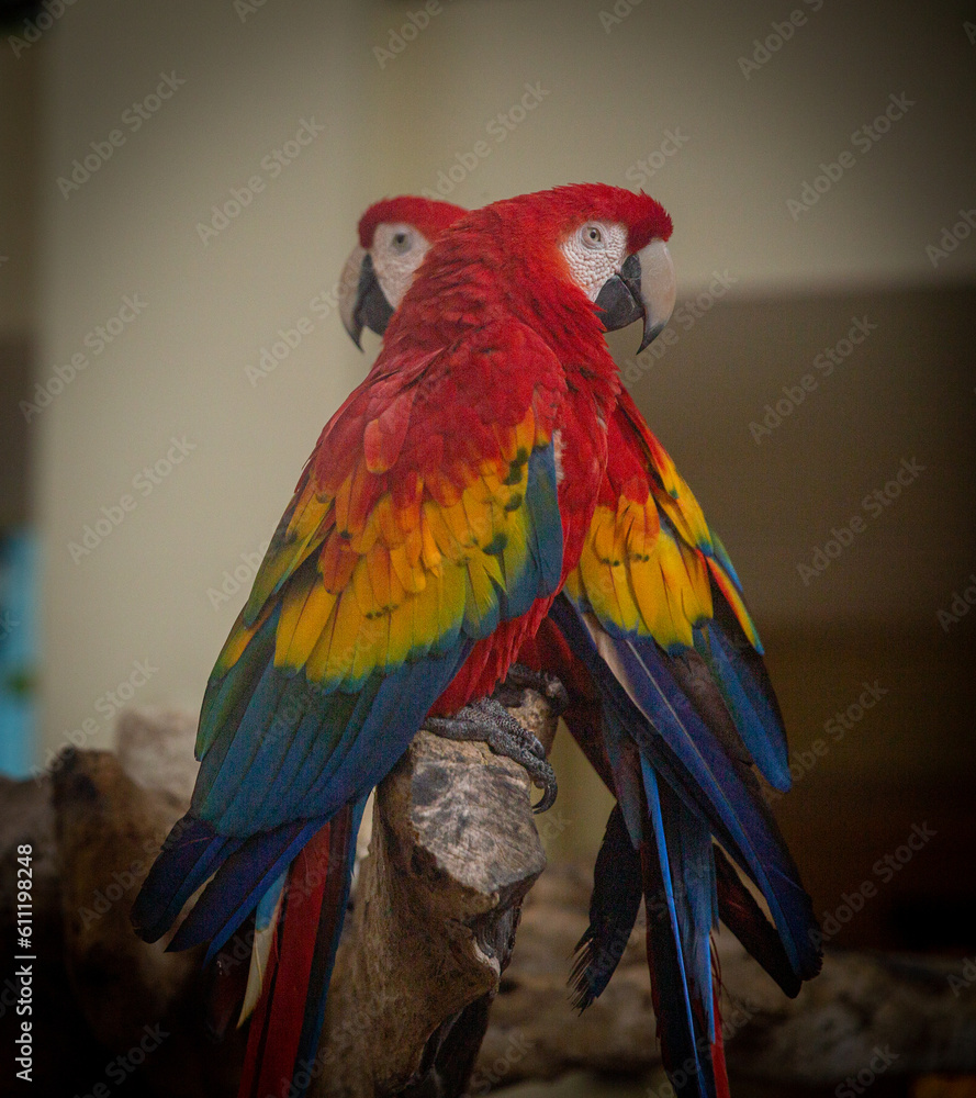 Obraz premium Two parrots on a stand