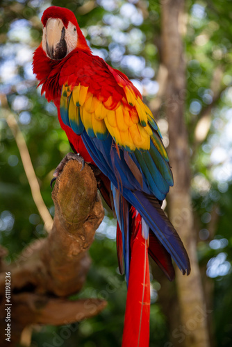 Single colorful parrot © InversedSlayer
