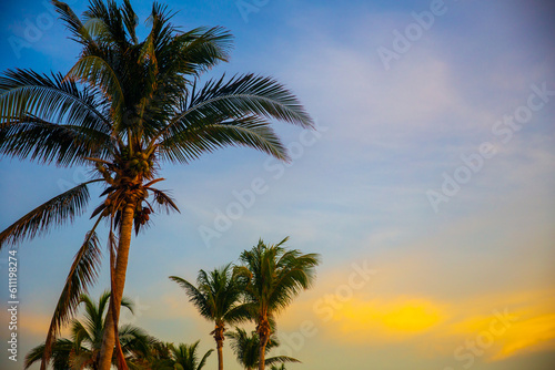 palm trees at sunrise