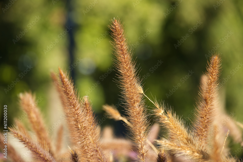 Purple ornamental grasses or Chinese pennisetum Purple ornamental grasses or Chinese pennisetum