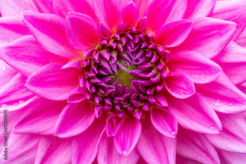 pink dahlia flower