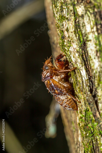 Branch chronicles  traces of a cicada s metamorphosis