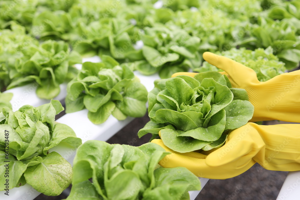 Close up hand farmer holding vegetable on white background in hydroponic garden during morning time food background concept with copy space Close up hand farmer holding vegetable on white background in hydroponic garden during morning time food background concept with copy space