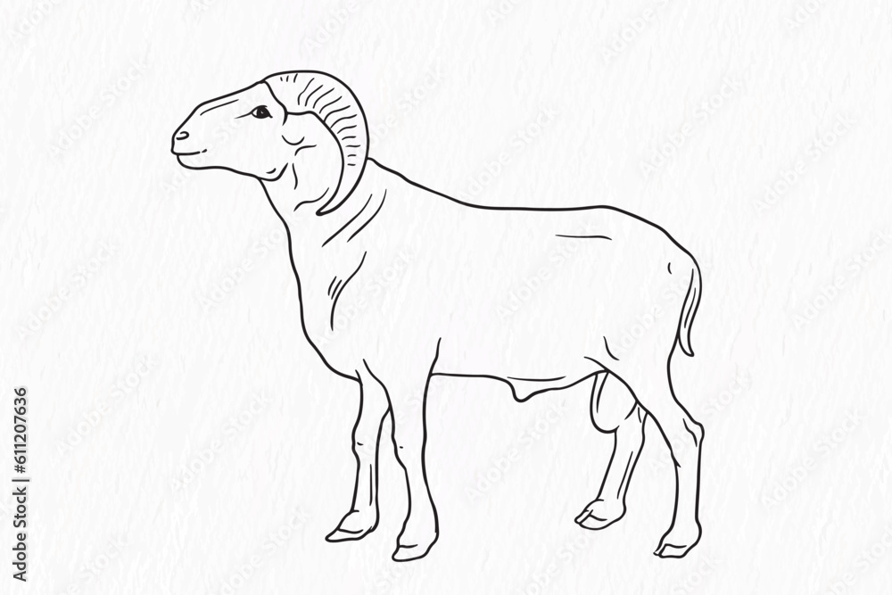 Fototapeta premium Domestic animal line drawing. Sheep for qurbani outline