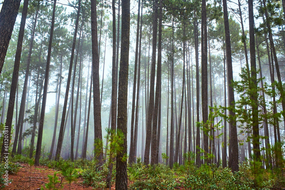 foggy forest, pine trees and mist in forest of mexiquillo durango foggy forest, pine trees and mist in forest of mexiquillo durango