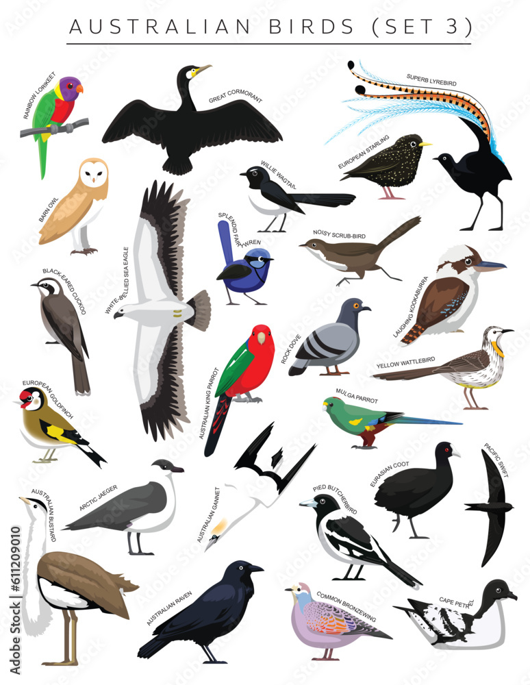 Australian Birds Set Cartoon Vector Character 3