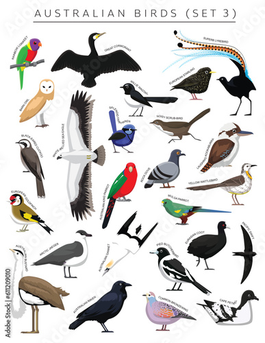 Australian Birds Set Cartoon Vector Character 3