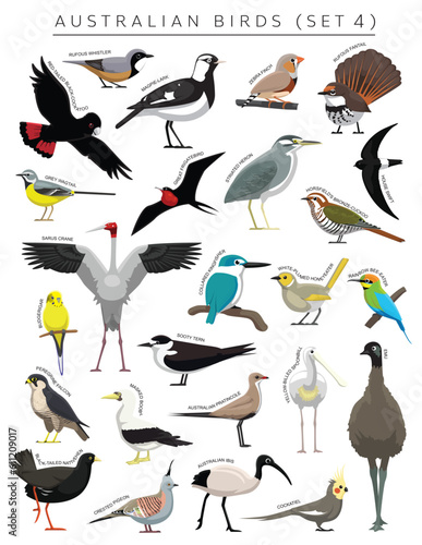 Australian Birds Set Cartoon Vector Character 4