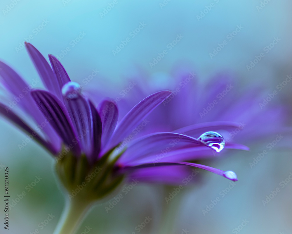 a water drop, shining on a purple flower petal