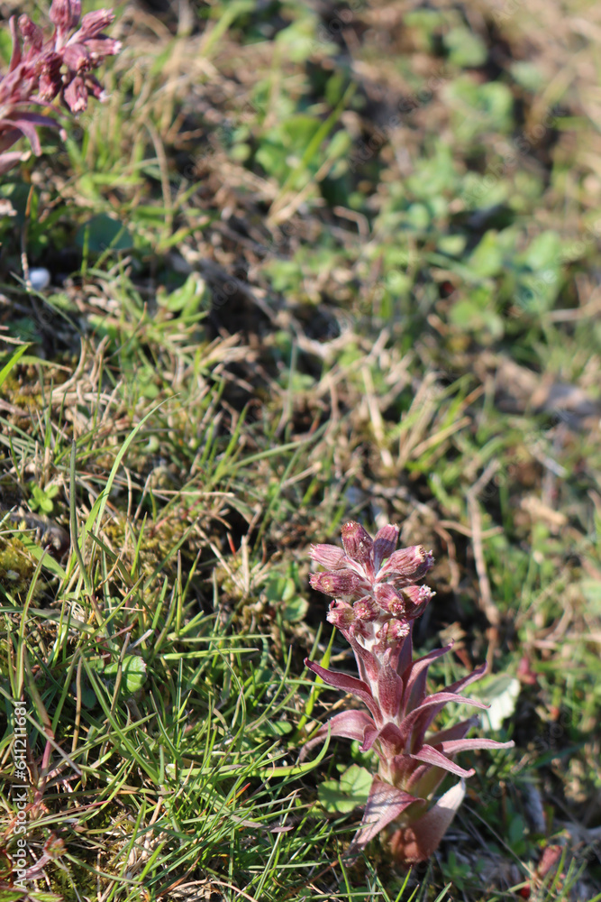 Close-up of Butterbur plant in bloom with flowers and blossoms. Petasites hybridus on summer Close-up of Butterbur plant in bloom with flowers and blossoms. Petasites hybridus on summer