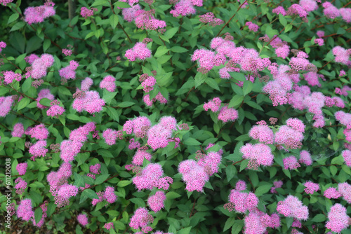 Spirea bush in bloom with beautiful pink flowers on summer in the garden