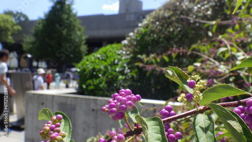 A plant called Murasaki Shikibu  