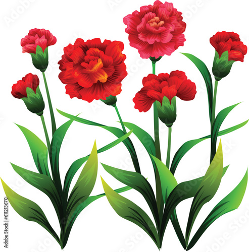 carnation dianthus vector illustration