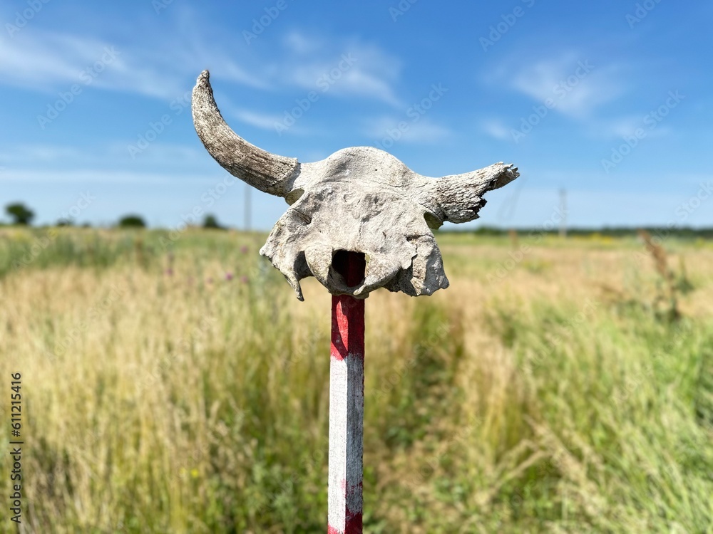 Fototapeta premium Demining in Ukraine. Skull of cow stands on pole that shows a minefield