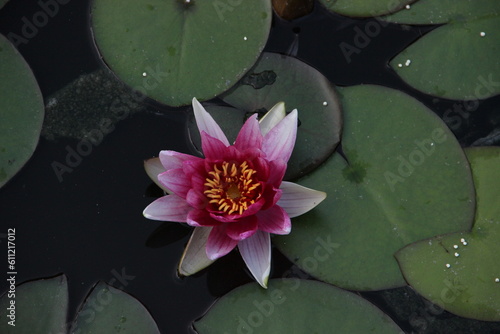 pink water lily