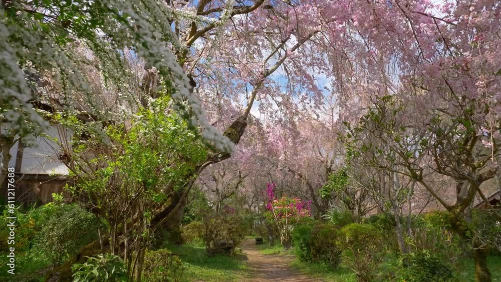 Japanese garden in spring with cherry trees in bloom, sakura in Japanese temple, romantic spring landscape Japanese garden in spring with cherry trees in bloom, sakura in Japanese temple, romantic spring landscape