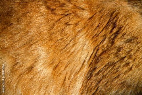 Close-up of the animal s hair. The texture of the animal s coat. Red natural animal hair.