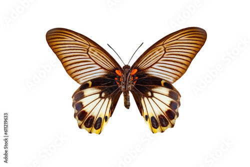 great mormon (papilio memnon) isolated on a white background