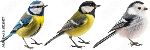 Collection of birds, tit bundle (great tit, blue tit, long-tailed tit) isolated on white background as transparent PNG, generative AI animal set