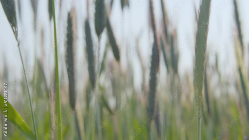 Maturing barley wheat field sway in breeze, close-up low angle shallow focus Maturing barley wheat field sway in breeze, close-up low angle shallow focus