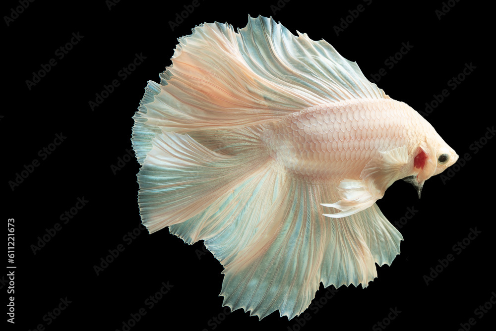 Obraz premium White betta fish exudes an air of elegance and purity with its pristine and immaculate white body, Siamese fighting fish, Betta splendens isolated on black background.
