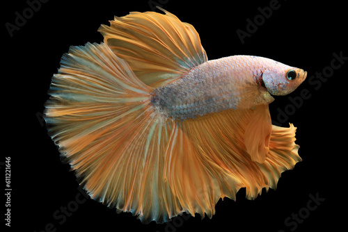 Stunning yellow tail, the white betta fish stands out environment becoming a focal point of admiration, Betta splendens isolated on black background, Multi color bitten fish.