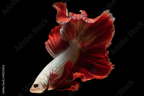 Bright red tail adds a pop of color and serves as a focal point enhancing the overall beauty and elegance of the white fish, Multi color bitten fish, Fish on black backdrop.
