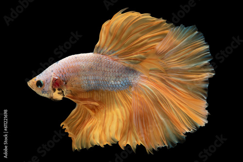 White and yellow hues in the betta fish's appearance lends it an air of elegance and charm, Multi color bitten fish, Betta splendens isolated on black background.