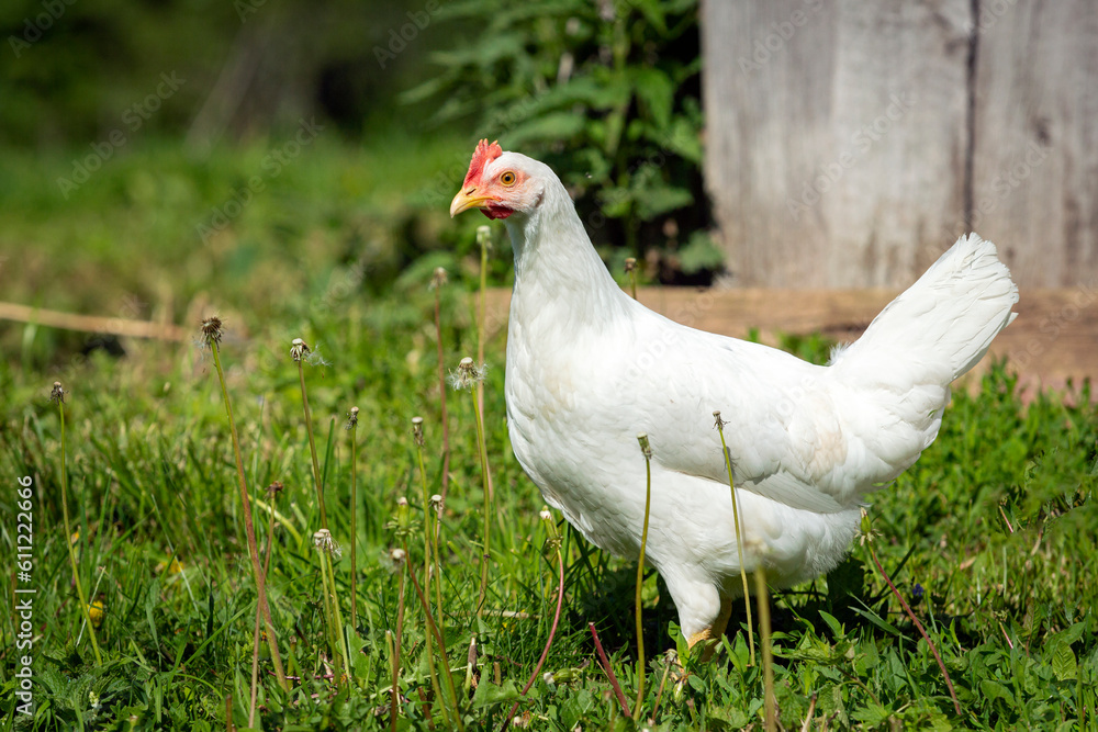 White chicken close-up on a background of grass.