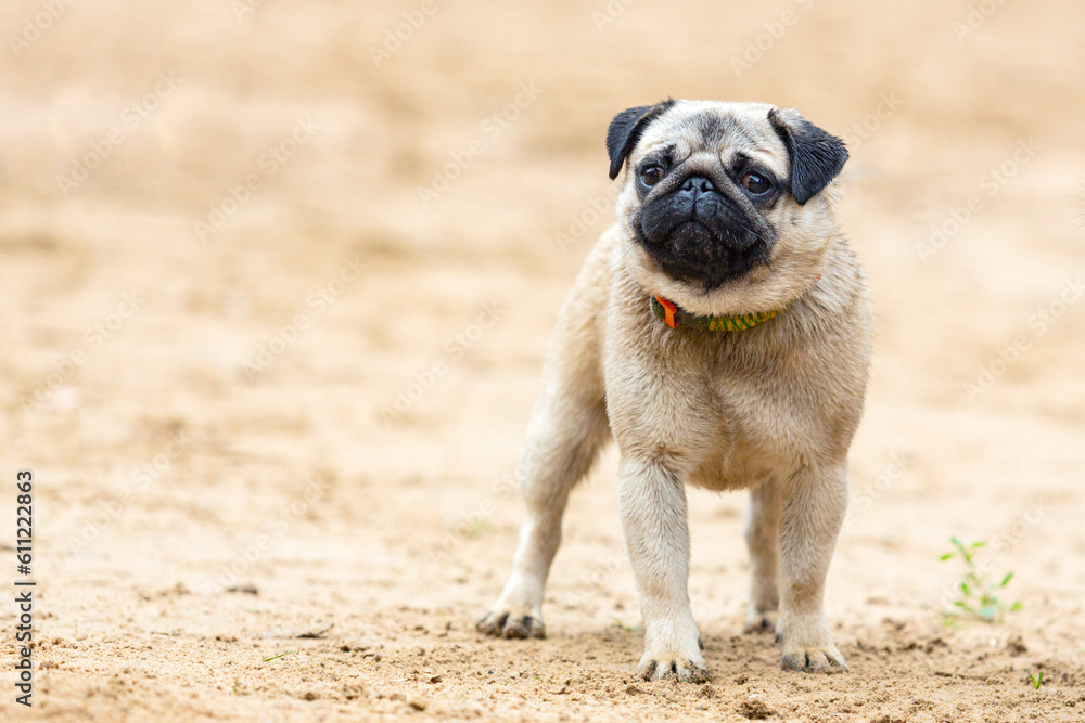 Funny pug playing in the sand