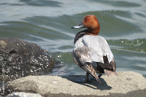 海辺で佇むホシハジロ