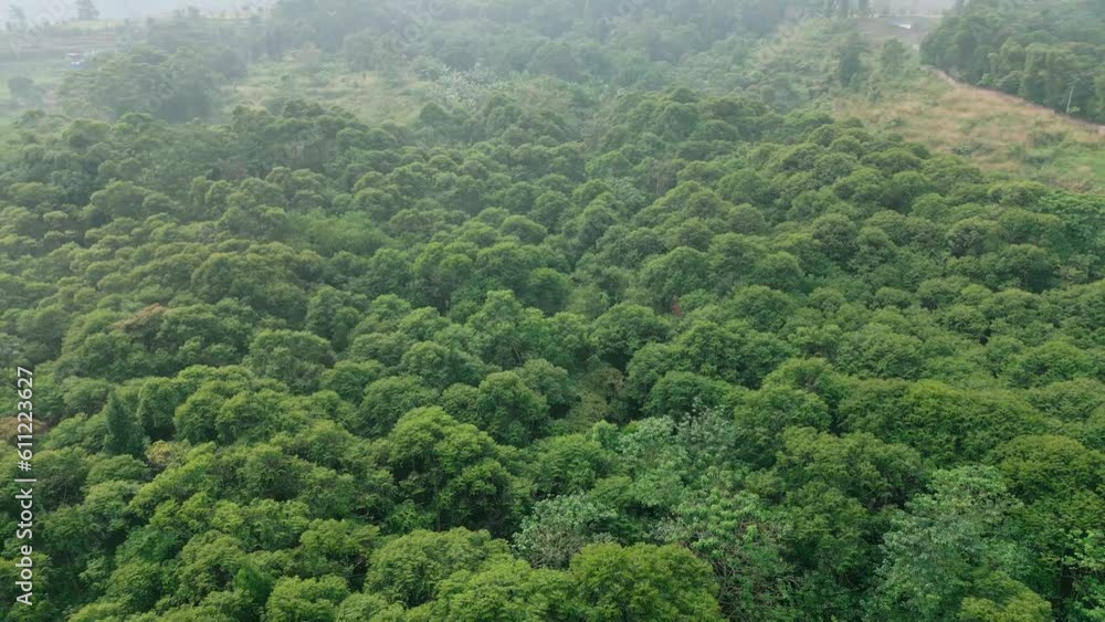 Aerial video of a tropical forest in the forest interior of Bogor, West Java, Indonesia. Aerial video of a tropical forest in the forest interior of Bogor, West Java, Indonesia.