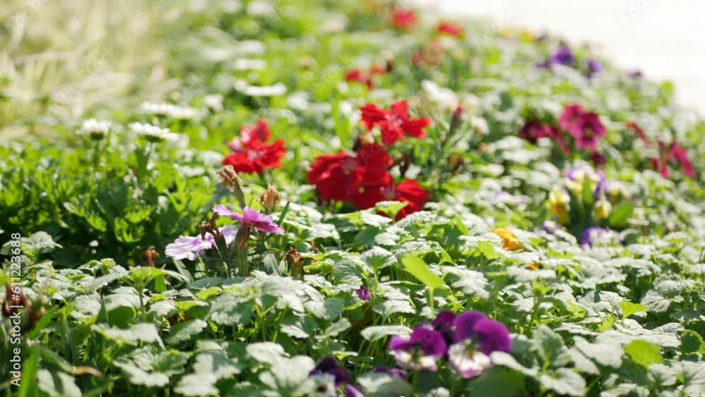 close up selective focusing of many tiny flowers in many color with windy blowing and green leaves background in daytime close up selective focusing of many tiny flowers in many color with windy blowing and green leaves background in daytime