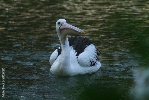 white pelican swimming