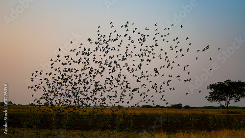 sunset in the field birds flying