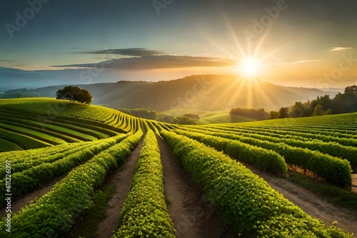 vineyard at sunset