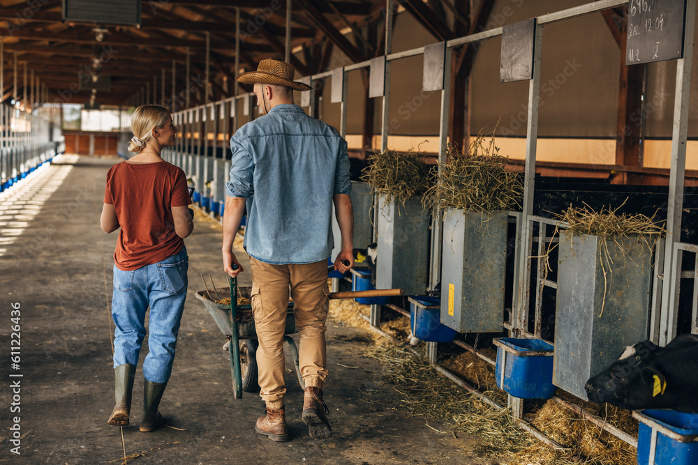Back view of a male and female farmer walking trough a stable together. Back view of a male and female farmer walking trough a stable together.