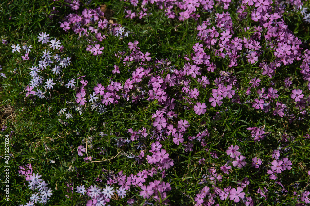Purple small flowers growing on the ground in sunset light. Purple small flowers growing on the ground in sunset light.