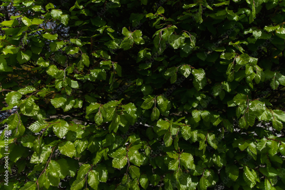Obraz premium Texture of fresh green tree leaves in sunlight.