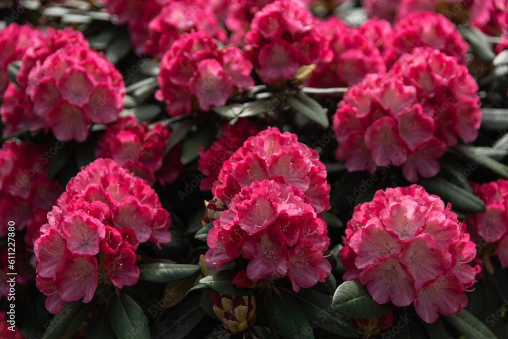 Beautiful clusters of pink flowers in the sunset light