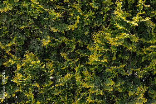 Beautiful texture of a coniferous green-yellow plant