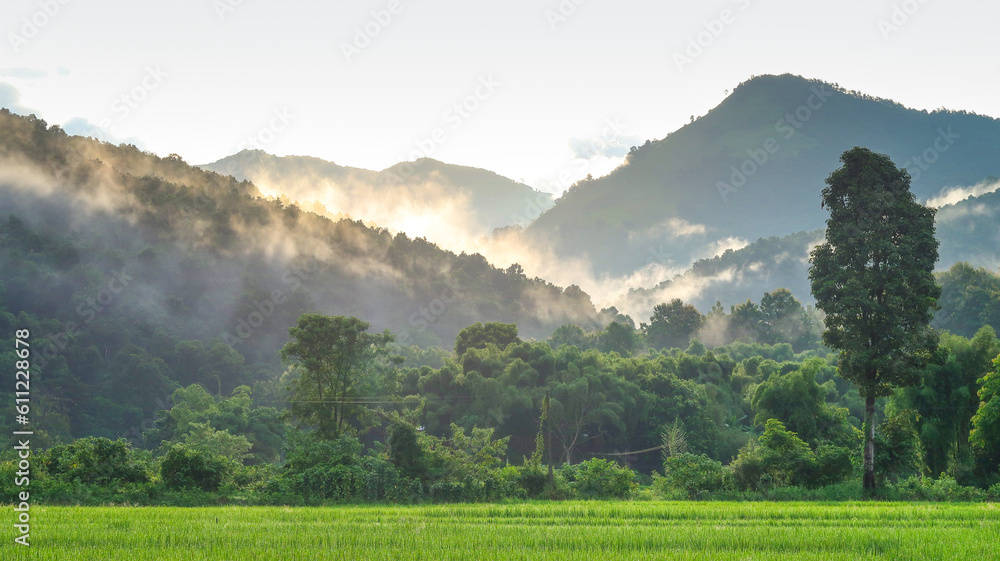 landscape of misty mountain and rice field  in the morning